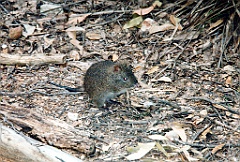 2000 - Australie 118T